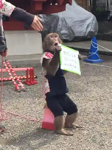浅草神社の動物