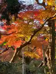 東福禅寺（東福寺）の自然