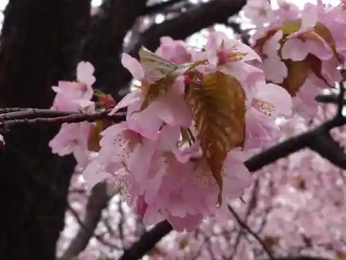 厚別神社の自然