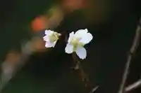 神炊館神社 ⁂奥州須賀川総鎮守⁂の自然