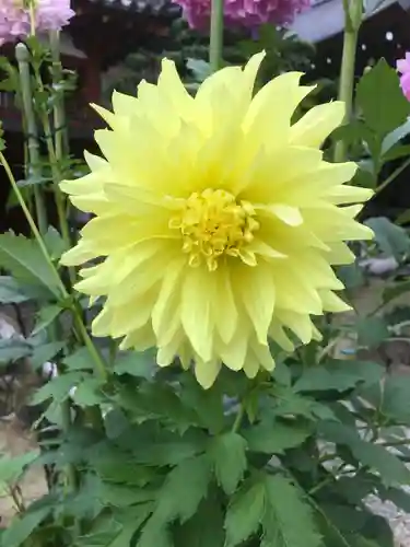 岡寺（龍蓋寺）の自然