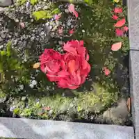 彌彦神社 (伊夜日子神社)(北海道)
