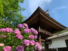 普門寺(切り絵御朱印発祥の寺)の自然