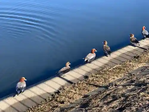 志茂熊野神社の動物