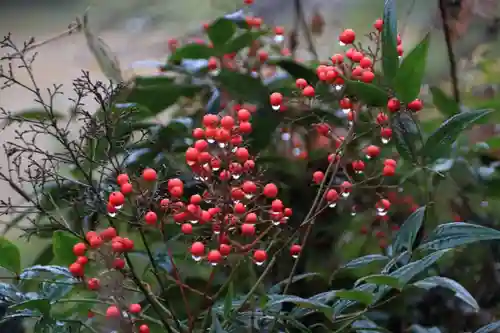 阿久津「田村神社」（郡山市阿久津町）旧社名：伊豆箱根三嶋三社の自然