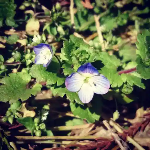 壽徳寺 じゅとくじの自然