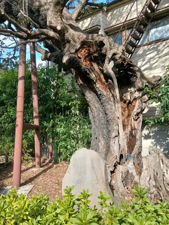 延命院の{uncategorized: "未分類", other: "その他", undefined: "問題あり", building: "その他建物", grave: "お墓", sacred_gate: "鳥居", guardian: "狛犬", statue: "像", buddha: "仏像", history: "歴史", nature: "自然", garden: "庭園", animal: "動物", pagoda: "塔", temizu: "手水舎", mountain_gate: "山門・神門", sanctuary: "本殿・本堂", subordinate: "末社・摂社", art: "芸術", scenery: "景色", jizo: "地蔵", ema: "絵馬", goshuin: "御朱印", omikuji: "おみくじ", items: "授与品その他", amulet: "お守り", goshuincho: "御朱印帳", eats: "食事", festival: "お祭り", votive_dance: "神楽", shichigosan: "七五三参", wedding: "結婚式", experience: "体験その他", initially: "初詣", around: "周辺", anti_infection: "感染症対策"}