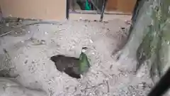 田中神社の動物