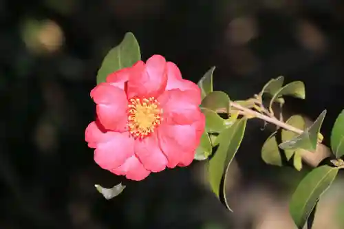 豊景神社の庭園