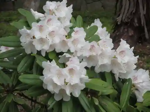 大原野神社の自然