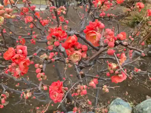 最願寺の{uncategorized: "未分類", other: "その他", undefined: "問題あり", building: "その他建物", grave: "お墓", sacred_gate: "鳥居", guardian: "狛犬", statue: "像", buddha: "仏像", history: "歴史", nature: "自然", garden: "庭園", animal: "動物", pagoda: "塔", temizu: "手水舎", mountain_gate: "山門・神門", sanctuary: "本殿・本堂", subordinate: "末社・摂社", art: "芸術", scenery: "景色", jizo: "地蔵", ema: "絵馬", goshuin: "御朱印", omikuji: "おみくじ", items: "授与品その他", amulet: "お守り", goshuincho: "御朱印帳", eats: "食事", festival: "お祭り", votive_dance: "神楽", shichigosan: "七五三参", wedding: "結婚式", experience: "体験その他", initially: "初詣", around: "周辺", anti_infection: "感染症対策"}