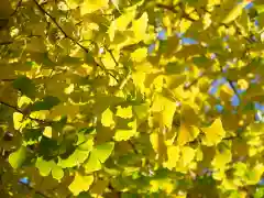 今市報徳二宮神社の自然