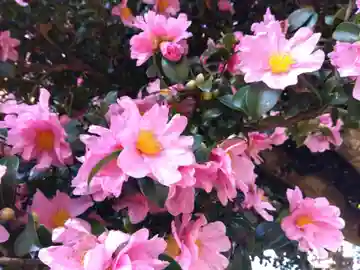 八幡神社(福井県)