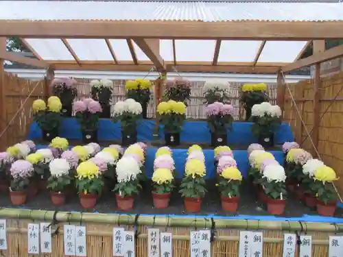 本願寺（西本願寺）の自然