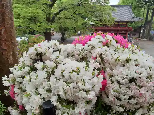 根津神社の山門