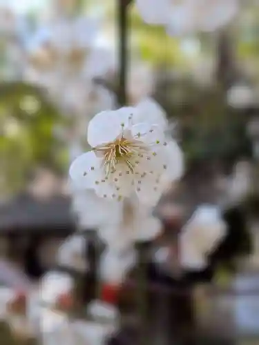 阿佐ヶ谷神明宮(東京都)