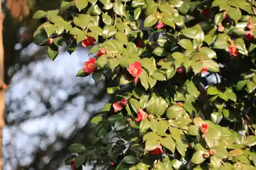 阿久津「田村神社」（郡山市阿久津町）旧社名：伊豆箱根三嶋三社の庭園