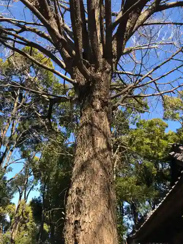 田無神社の自然