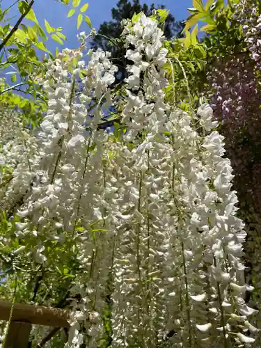 春日大社(奈良県)