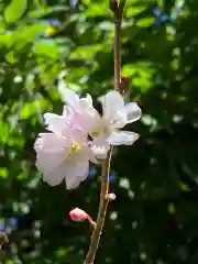 櫻木神社の自然