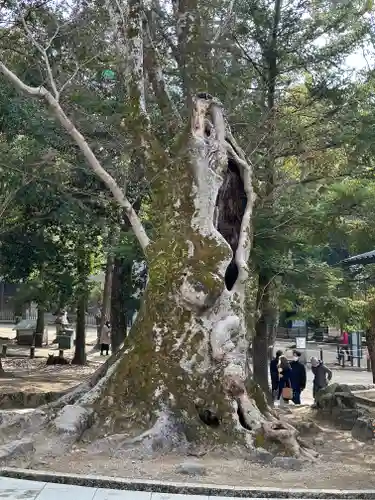 春日大社の自然