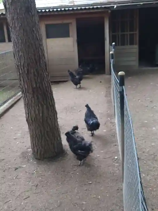 身曾岐神社の動物