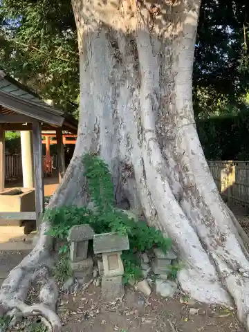 八幡大神(千葉県)