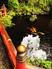 銭洗弁財天宇賀福神社の動物