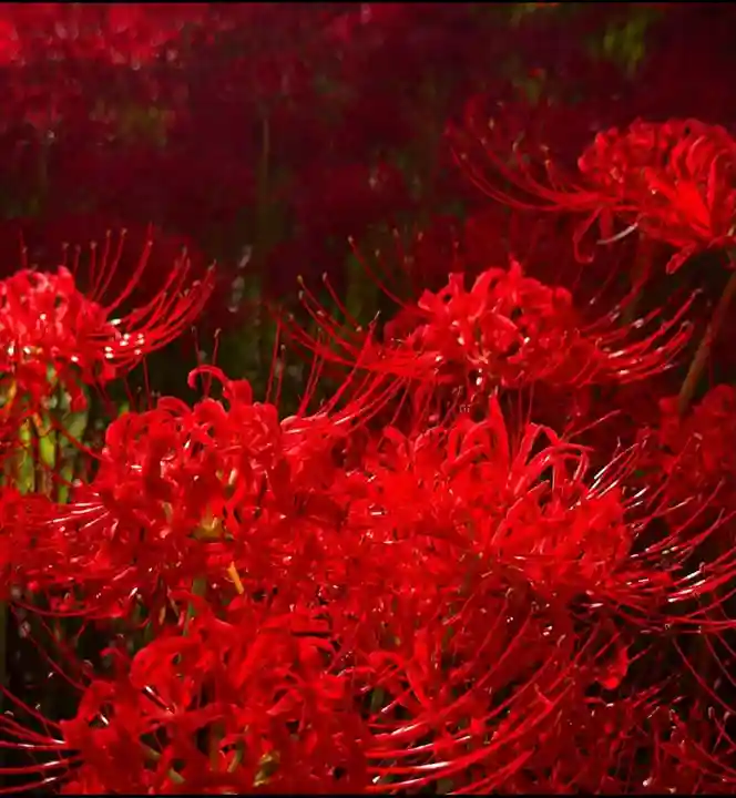 高麗神社(埼玉県)