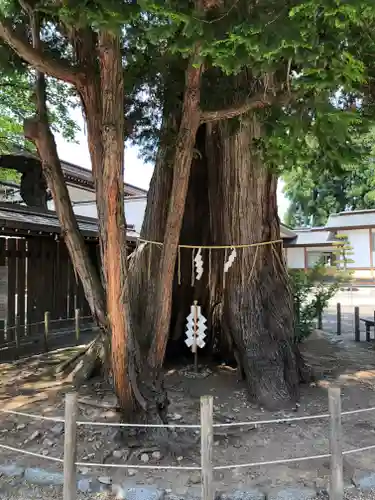 諏訪神社の自然