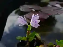 極楽山　浄土寺の自然