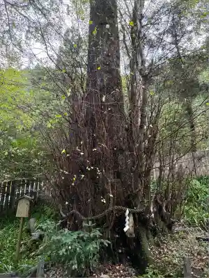 貴船神社結社(京都府)