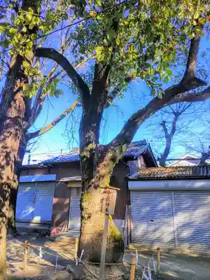 神明社(土器野神明社)の自然