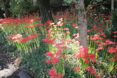 糀谷八幡宮の自然