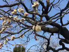 湯島天満宮の自然