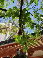 秋葉神社(東京都)