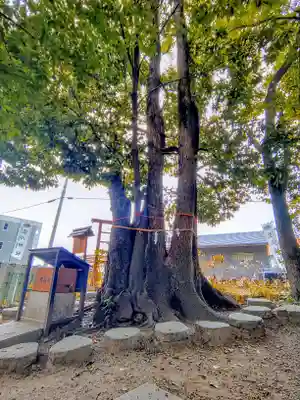 澁川神社（渋川神社）の自然