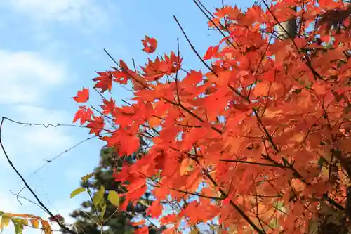 愛宕神社の自然