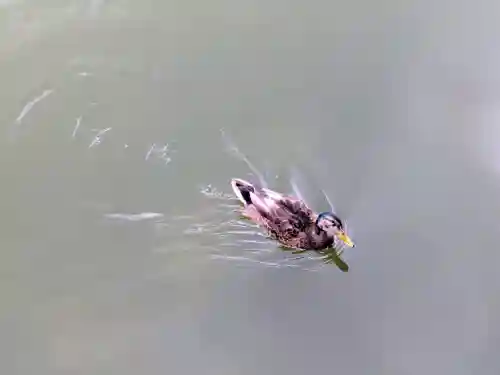 平安神宮(京都府)