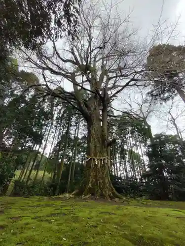 國吉神社の自然