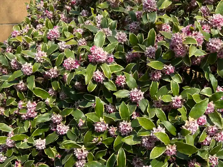 新井薬師(梅照院)(東京都)