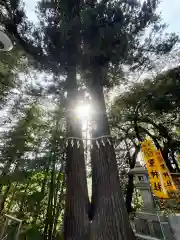 聖神社の自然