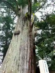 武速神社の自然