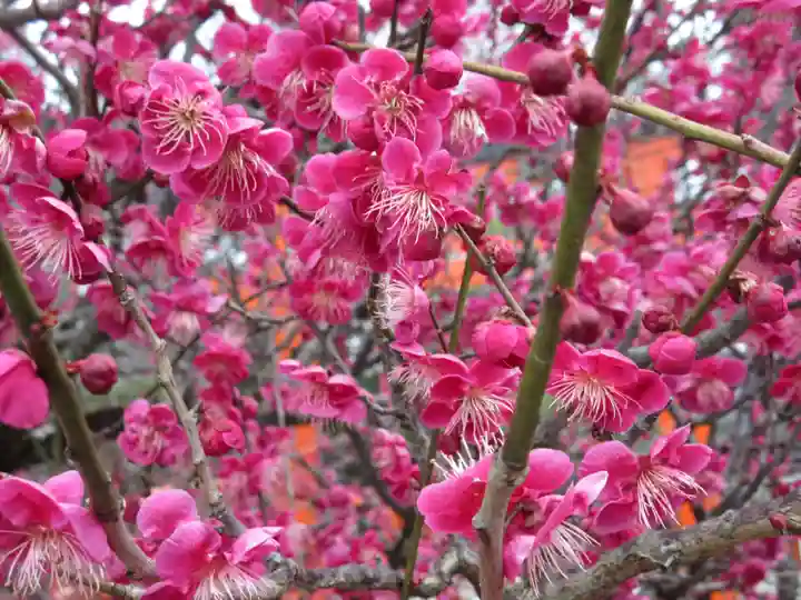 賀茂御祖神社(下鴨神社)の自然