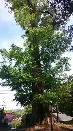 荒橿神社の自然