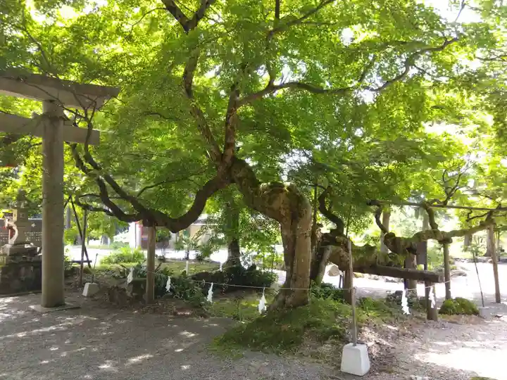 天日陰比咩神社の自然