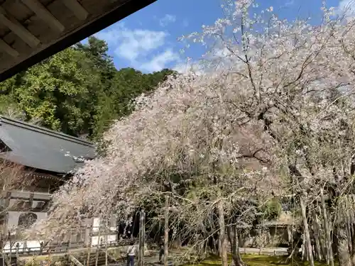 常照皇寺の自然