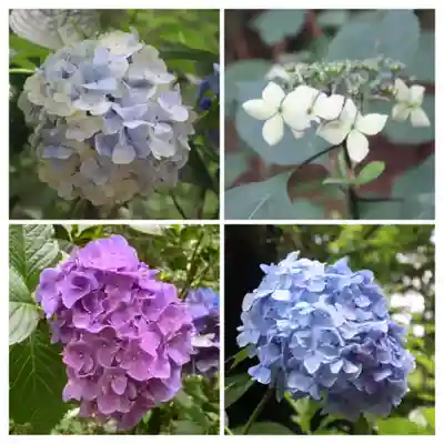 高幡不動尊　金剛寺(東京都)