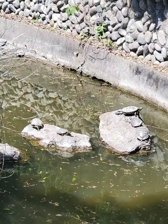 白山神社(山下町)の動物