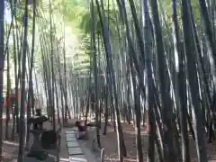 報国寺の庭園